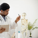 Anatomical 85cm Tall Human Skeleton with Stand Model - Medical Anatomy V63-835601