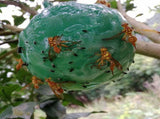 8pcs Hanging Fly Trap Ball Fruit Fly Catcher Sticky Trap Outdoor Pest Catcher for Garden Plants V1294-YM0718-10152618