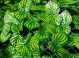 Artificial Leafing Roll UV Fade Protected Hedging Wall Landscaping Garden Fence Balcony V1294-YM0717-10135669