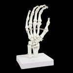 Hand Joint Anatomical Skeleton Model Human Anatomy Study Tool V63-842301