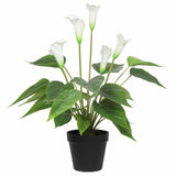 Stunning Lifelike Lilies Bundle V637-DP1194091