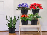 Pots for Plants, 8 Pack 4.8 inch Plastic Planters with Multiple Drainage Holes and Trays - Plant V1189-WXFWAL-20260319-01164