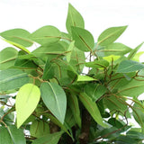 Premium Bushy Potted Artificial Ficus Tree 140cm V637-DP1013651