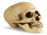 Highly Realistic Replica Human Skull Statue Home Dcor Can be used as seasonal Halloween table dcor V1192-AZ-W-17035