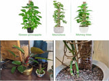 6 Pcs 24 Inch Plastic Moss Pole for Plants Monstera, Stackable for Indoor Work with Sphagnum Support V1259-DP01-A-2706