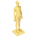 Resin Human Anatomical Head Body Muscle Model Drawing Model Decoration Teaching Mold V1294-YM0901-3115200119611