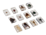 12 Pcs Real Bug Specimens Transparent Resin Science Education Classroom Bug Specimen Sample Tabletop V1294-YM0710-3115230106111