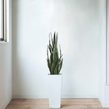 Artificial Snake Plant Sansevieria UV Resistant 90cm V637-DP75271