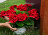 6Pcs Artificial Geraniums 14 Inch Lifelike Artificial Flowers with Adjustable Branches Long Lasting V1259-DP01-A-3227