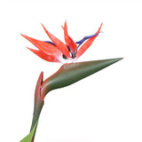 Artificial Bird Of Paradise Plant 150cm V77-1159633N-RED