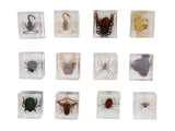 12 Pcs Real Bug Specimens Transparent Resin Science Education Classroom Bug Specimen Sample Tabletop V1294-YM0710-3115230106111