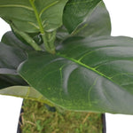 Dense Fiddle Leaf Fig Tree 70cm V77-1016121