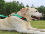 Martingale Dog Collar, 6FT Double Handle Leash for Training, Teal V1259-DP01-A-4635