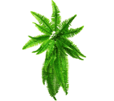 Artificial Boston Hanging Fern 102cm V637-1012587