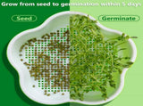 Petluno 4 pieces seedling pots with lids, 16 cm seedling pot BPA-free healthy hydroponic growing pot V1259-DP01-A-1646