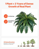 VEVOR 2Pcs Artificial Boston Ferns Plastic Fern 35 Branches Indoor Outdoor Decor V952-PZSRZJLZWBHHEY962001V0