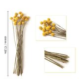 60 Stems Diameter Craspedia Dried Flowers, 16inch Billy Buttons Balls Bouquet Bundles V1370-AZ4-14729