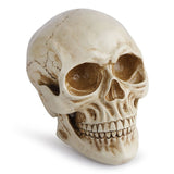 Life Size Human Skull Model 11 - Realistic, Halloween Human Skull Replica Model Resin Human Skull V1370-AZ4-06646