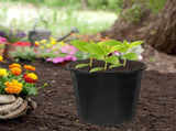 10-Pack Large Black Plastic Nursery Plant Pots 7.19 x 7.19 x 7.07 Inches for Indoor Outdoor V1369-AZ3-W-12976