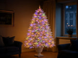 Christabelle 2.3m Christmas Tree Potted Alpine Fir with Pre Lit Multi-Colour LED Lights 112_HZPA75