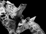 Yezi Animal Wall Art Canvas Modern Abstract 80120cm Framed Artwork Home Decor DECO1039-P2-80X120-AU