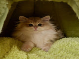 Winter Warm Cats Bed Cartoon Theme Design Highly Density Removable Cover Shelter House Rest Bed for V1107-135-14839-YEL2