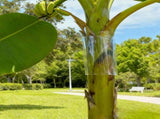 Tree Guards Trunk Protector for Iguana, Iguana Tree Wrap Tree Trunk Protector Guard for Iguana V1192-AZ-W-25348