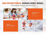 Human Anatomy Models Bundle Set, Brain, Human Torso Body, Heart, Skeleton Model Set of 4, Hands-on V952-GGJRQGMX4JTS5PXUBV0