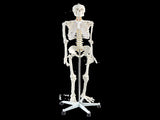 Human Skeleton Anatomical Model 180cm V63-774985