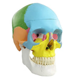 Newest Anatomy Skull Model,Human Medical Skull Model Dental ClinicTeaching Equipment,Medical V1192-AZ-W-17032