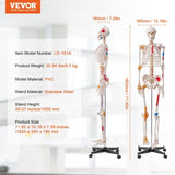 Human Skeleton Model for Anatomy, 182 cm Life Size, Accurate PVC Anatomy Skeleton Model with V952-GGJRQGMX1JTHBQTJ3V0