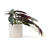 Artificial Bergonia Plant In Decorative Bowl 30cm V77-751890128