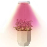 Angel Halo Ring LED Plant Grow Light, Full Spectrum Warm White & Red Blue for Succulents, Flowers, V1341-ZY-DVK5MMNN-3PCS-J