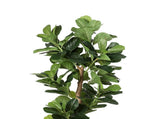 Lambu 180cm Artificial Plants Tree Room UM1224-180CM