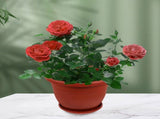 5-Pack Red Terracotta Pots with Tray for Houseplants and Garden Planting V1366-AZ2-W-13558