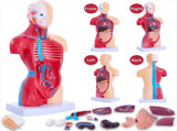 Human Anatomy Study Models - 15-Piece Removable 11-Inch Human Torso Anatomy Model with Internal V1366-AZ2-W-22072