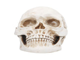 Animal Skull Model Skull Decoration Ornament Resin Craftwork Halloween Props for Home Party Decor V1294-YM0714-3115210184311