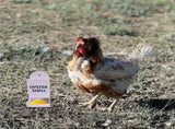 Automatic Chicken Oyster Shell & Grit Feeder - Metal Hanging Poultry Feeder Trough for Hens, V1366-AZ2-W-16501