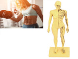 Resin Human Anatomical Head Body Muscle Model Drawing Model Decoration Teaching Mold V1294-YM0901-3115200119611