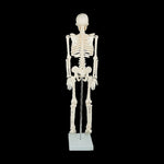 Anatomical 85cm Tall Human Skeleton with Stand Model - Medical Anatomy V63-835601