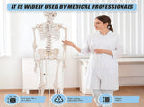 Human Skeleton Anatomical Model 180cm V63-774985