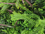 Verdant Fern Artificial Vertical Garden / Green Wall Panel 1m x 1m UV Resistant V637-DP554891