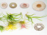 Tutuviw 5 Pcs Mini Sea Urchin Shell Air Plant Holders,Decorative Hanging Air Plant Pot, Tillandsia V1189-WXFWAL-20260319-00169