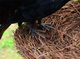 Black Crow Decoration Halloween Realistic Feathered Crows Haunted House Decor for Party Decoration V1294-YM0717-10061730
