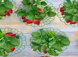 15Pack Supports - Plant Support Stand Growing Racks Protector V1258-DP02-C-548