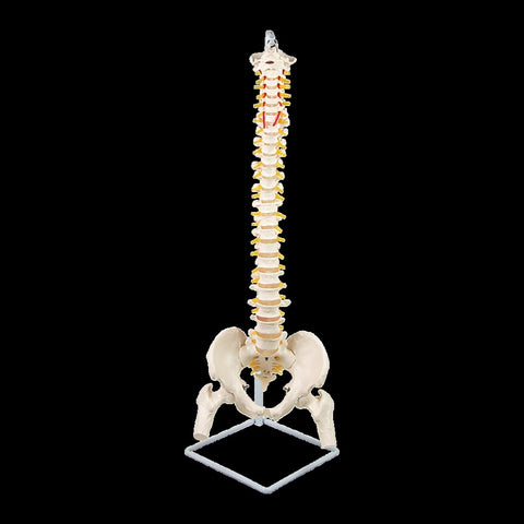 Life Size Flexible Vertebral Spine Pelvis & Femur Skeleton Model Anatomy Model V63-835611