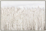 Pampas Grass Framed Canvas Wall Art 120cm V637-E592339