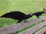 Black Crow Decoration Halloween Realistic Feathered Crows Haunted House Decor for Party Decoration V1294-YM0717-10061730