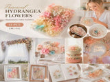 Champagne Gradient Preserved Hydrangea Handcraft Floral Large Kit 12 Boxes 5g V1221-XM-LB827-ZS19