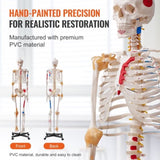 Human Skeleton Model for Anatomy, 182 cm Life Size, Accurate PVC Anatomy Skeleton Model with V952-GGJRQGMX1JTHBQTJ3V0